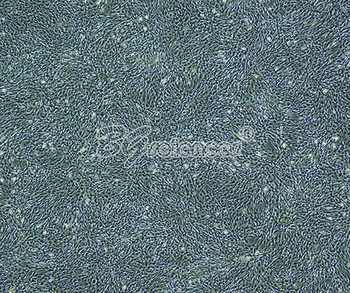 C57BL/6小鼠骨髓间充质干细胞